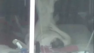 Zhetsko ने सिडनी को गले में और बिल्ली को पोर्न का सदस्य बनाने के बाद गड़बड़ कर दिया